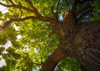 Jolene Tree’s Transportation Project: A Historical Encounter and Urban Decision in the Style of Mesopotamia