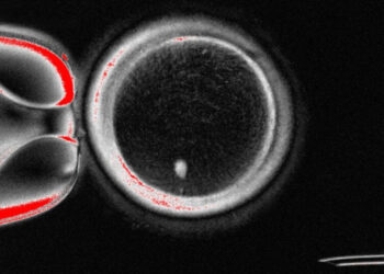 new findings and limitations on IVG: the path from humans to ovarian cells