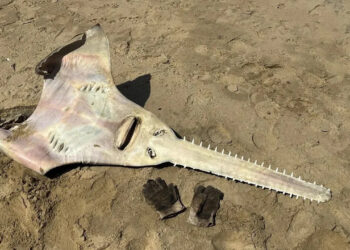 Re-emerged in the Eastern Coasts: Large-toothed Sawfish: Has it passed away, or is it a returning hope?