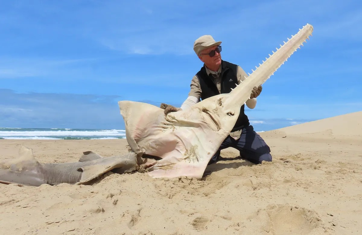 Reappearing Large Sawfish on the Eastern Coasts: Is it a Deceased One or a Returning Hope?