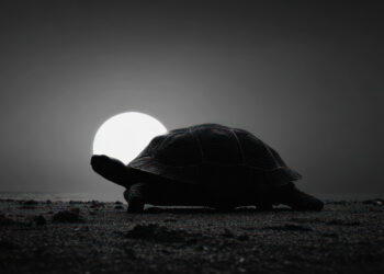 The Space Race between the Soviets and the USA: Milestones in the History of Zond and Moon Exploration