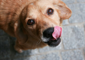 Understanding Your Dog’s Lip Licking Behavior: Reasons and Advice